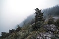 Pine tree on foggy hill in Acadia National Park, Maine Royalty Free Stock Photo