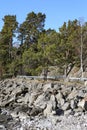 Pine tree forest areal Sweden cliff Baltic sea view in Sweden. Beautiful landscape view.