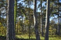 Pine tree forest autumn afternoon sun