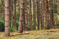 Pine tree forest in autumn october afternoon Royalty Free Stock Photo