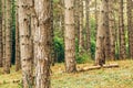 Pine tree forest in autumn october afternoon Royalty Free Stock Photo