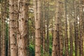 Pine tree forest in autumn october afternoon Royalty Free Stock Photo