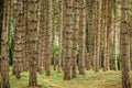 Pine tree forest in autumn october afternoon