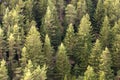 Pine tree forest background