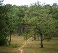 Pine tree forest in Bao Loc, Vietnam Royalty Free Stock Photo