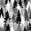 Pine tree forest. Royalty Free Stock Photo