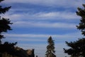 Pine Tree Forest with Blue Sky background . Amazing Nature View With cloudscape and landscape. Mountain Azilane chefchauen,