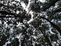 pine tree forest in the Bogor area
