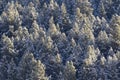 Pine tree forest canopies covered in snow Royalty Free Stock Photo