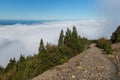 Pine tree forest with cloud inversion Royalty Free Stock Photo