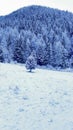 Pine Tree Forest Covered with Snow - Mountain Landscape in Winter Royalty Free Stock Photo