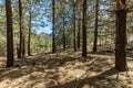 Pine tree forest with dry pine leafs needles carpet near the Volcano Arenas Negras. Bright blue sky and white clouds at warm sunny