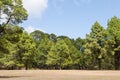 Pine tree forest. Royalty Free Stock Photo