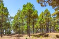 Pine tree forest in El Hierro Royalty Free Stock Photo