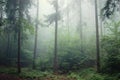 Pine-tree forest with fog Royalty Free Stock Photo