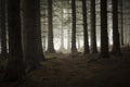 Pine tree forest with fog Royalty Free Stock Photo