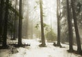 Pine tree forest fog Royalty Free Stock Photo