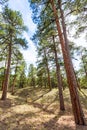 Pine tree forest in Grand Canyon Arizona Royalty Free Stock Photo