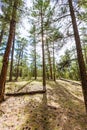 Pine tree forest in Grand Canyon Arizona Royalty Free Stock Photo