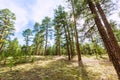 Pine tree forest in Grand Canyon Arizona Royalty Free Stock Photo