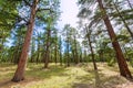 Pine tree forest in Grand Canyon Arizona Royalty Free Stock Photo