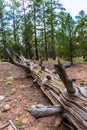 Pine tree forest in Grand Canyon Arizona Royalty Free Stock Photo