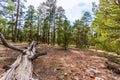 Pine tree forest in Grand Canyon Arizona Royalty Free Stock Photo