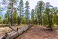 Pine tree forest in Grand Canyon Arizona Royalty Free Stock Photo