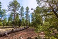 Pine tree forest in Grand Canyon Arizona Royalty Free Stock Photo