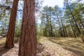 Pine tree forest in Grand Canyon Arizona Royalty Free Stock Photo