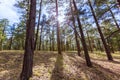 Pine tree forest in Grand Canyon Arizona Royalty Free Stock Photo