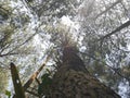 Pine tree forest in Indonesia precisely in ciamis, West Java. Royalty Free Stock Photo