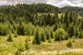 Pine Tree Forest Landscape. Fir Trees on Meadow. Royalty Free Stock Photo