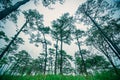 Pine tree forest in the mist at Phu Soi Dao national park Uttaradit province Thailand