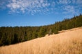 Pine tree forest in mountain