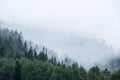 Pine tree forest on mountain in fog Royalty Free Stock Photo