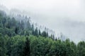 Pine tree forest on mountain in fog Royalty Free Stock Photo