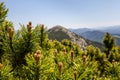 Pine Tree Forest in the Mountains on a Nice Day Royalty Free Stock Photo