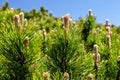 Pine Tree Forest in the Mountains on a Nice Day Royalty Free Stock Photo