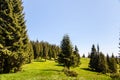 Pine Tree Forest in the Mountains on a Nice Day Royalty Free Stock Photo