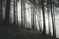 Pine tree forest with mysteryous fog trough fir trees Royalty Free Stock Photo