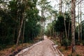 Pine tree forest and nature trail road at Phu Kradueng, Loei - Thailand