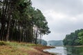 Pine tree forest near lake at Pang Oung national park Royalty Free Stock Photo