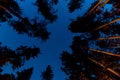 Pine Tree Forest at Night Royalty Free Stock Photo