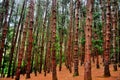 Pine tree forest Royalty Free Stock Photo