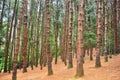 Pine tree forest Royalty Free Stock Photo