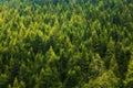 Pine Tree Forest Royalty Free Stock Photo