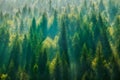 Pine Tree Forest Royalty Free Stock Photo