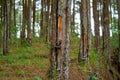 pine tree forest. pine resin industry. pine resin container. Royalty Free Stock Photo