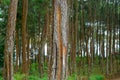 pine tree forest. pine resin industry. pine resin container. Royalty Free Stock Photo